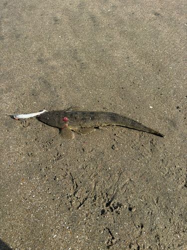 マゴチの釣果