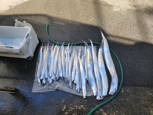 タチウオの釣果