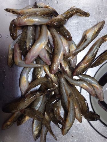 マハゼの釣果