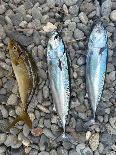 ソウダガツオの釣果