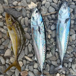 ソウダガツオ
