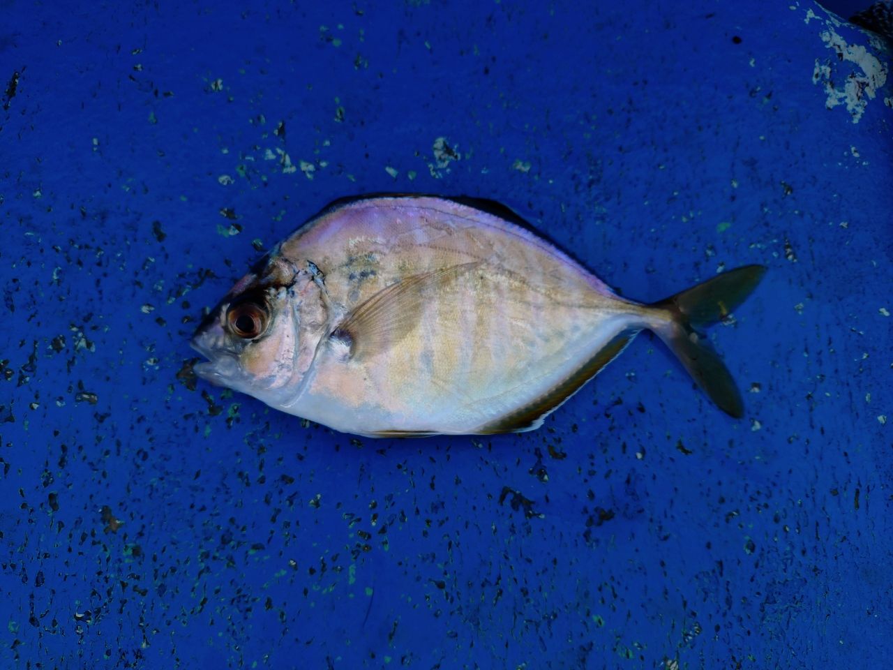カイワリ