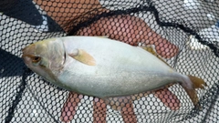 ショッコの釣果