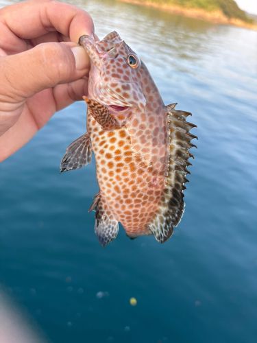 オオモンハタの釣果