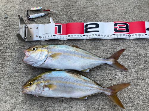 ショゴの釣果