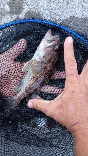 クロソイの釣果
