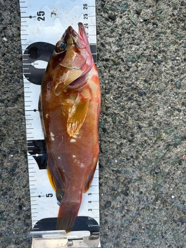 アカハタの釣果