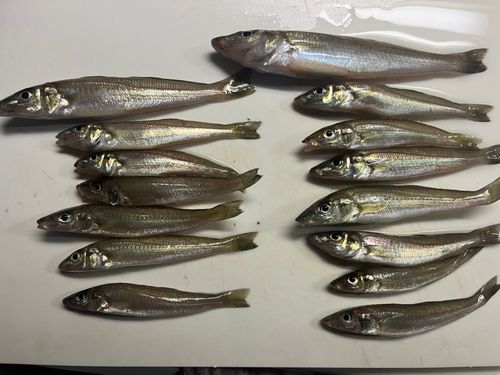 シロギスの釣果