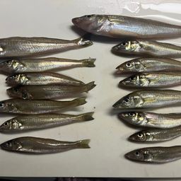 シロギス