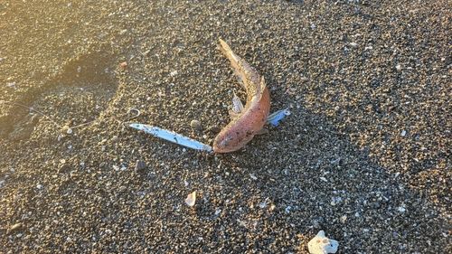 ネリゴの釣果