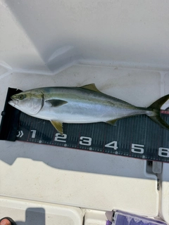 ワラサの釣果
