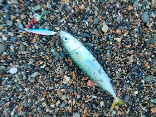 サバの釣果