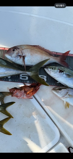 マダイの釣果