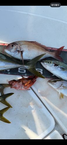 マダイの釣果