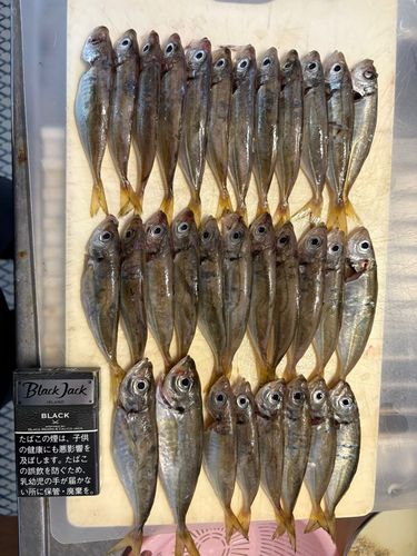 アジの釣果