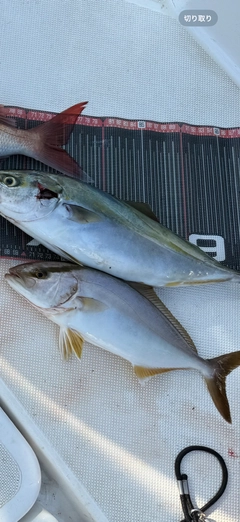 ショゴの釣果