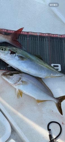 ショゴの釣果