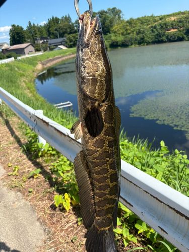ライギョの釣果