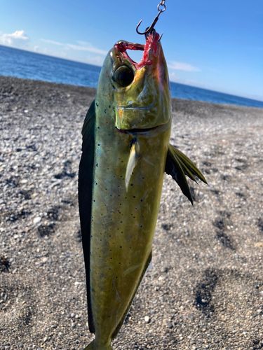 シイラの釣果