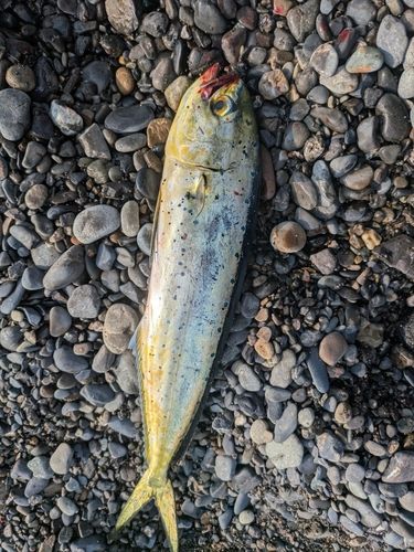 シイラの釣果