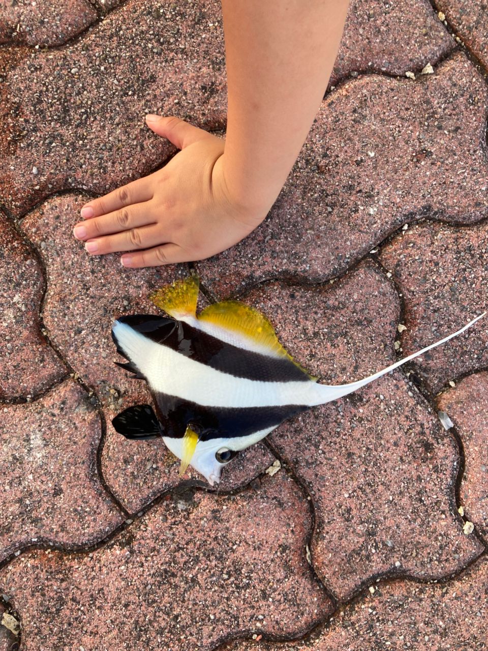 オニハタタテダイ