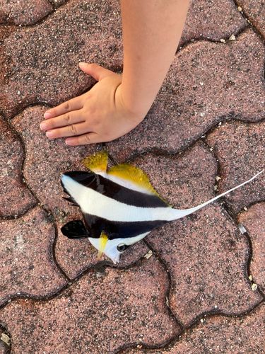 オニハタタテダイの釣果