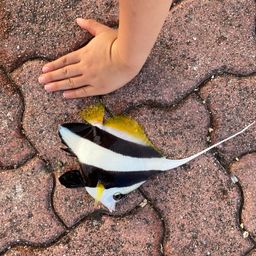 オニハタタテダイ