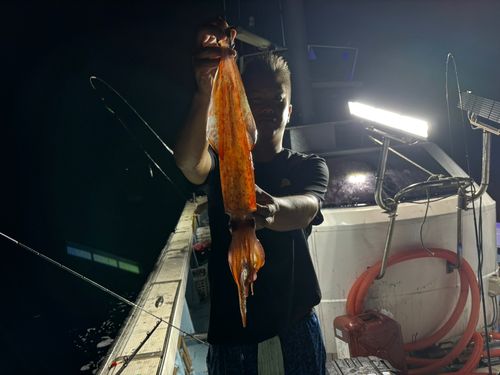 シロイカの釣果