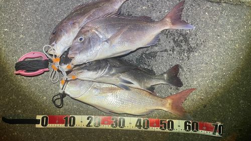 マダイの釣果