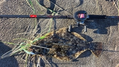 ヒラメの釣果
