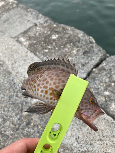 オオモンハタの釣果