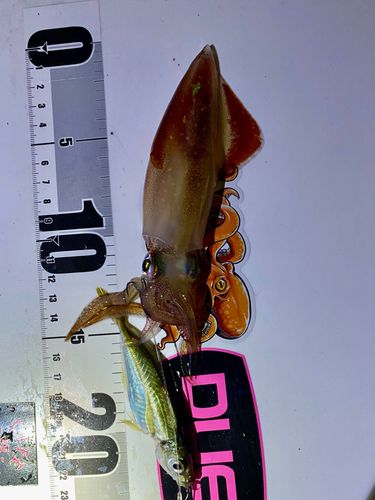 ケンサキイカの釣果