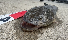 マゴチの釣果