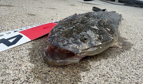 マゴチの釣果