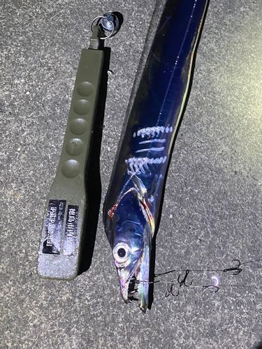 タチウオの釣果