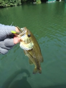 ラージマウスバスの釣果