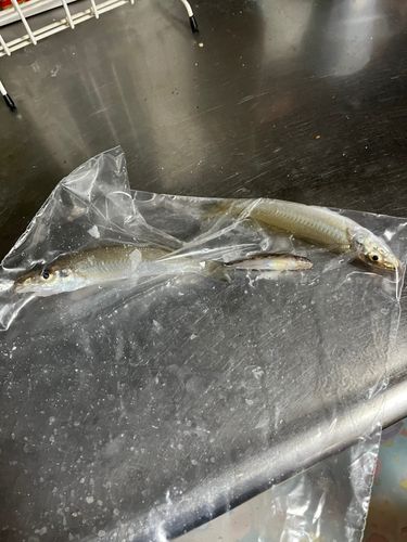 シロギスの釣果