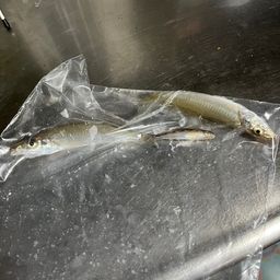 シロギス