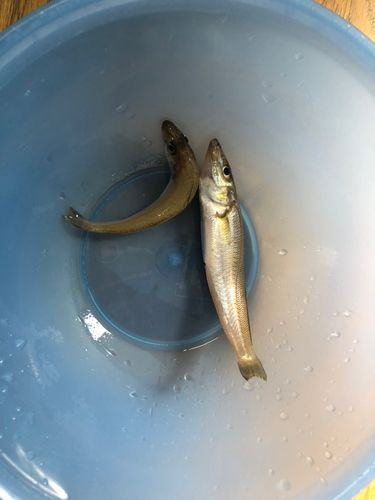 キスの釣果