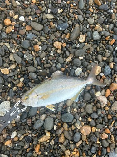 ショゴの釣果