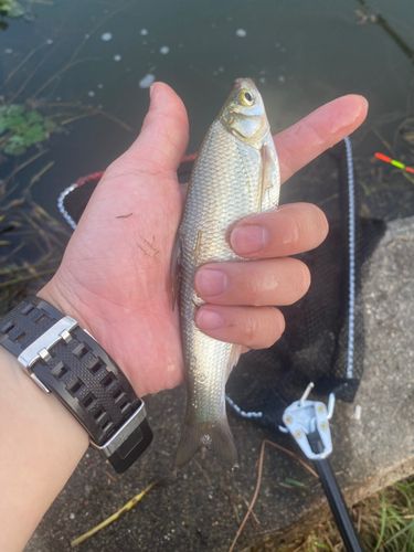 クチボソの釣果