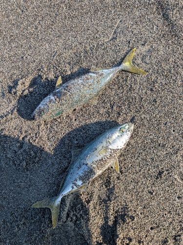 ワカシの釣果