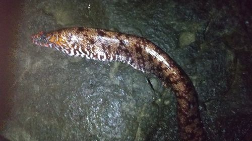 トラウツボの釣果