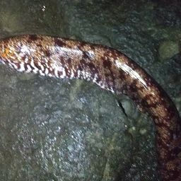 トラウツボ