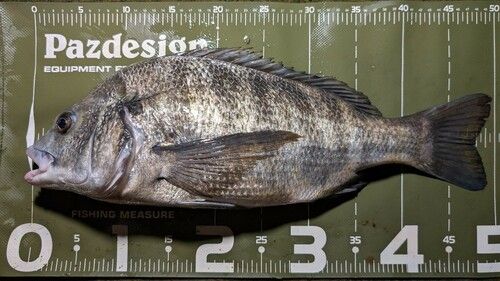 クロダイの釣果