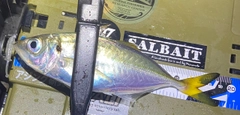 マアジの釣果