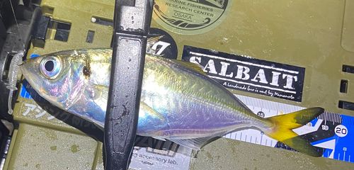 マアジの釣果