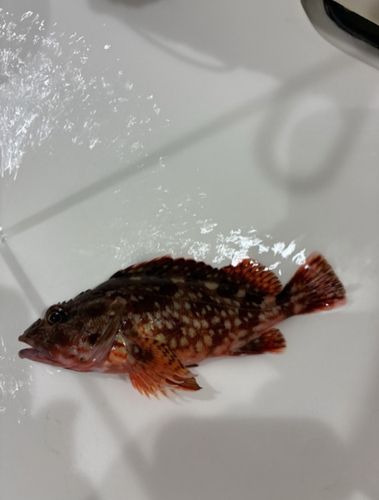 唐丹湾