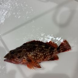 ムラソイ