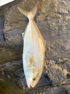 ショゴの釣果